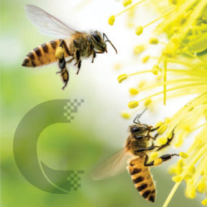 Cosmosol supports 3Bee, start up agri-tech at the service of biodiversity